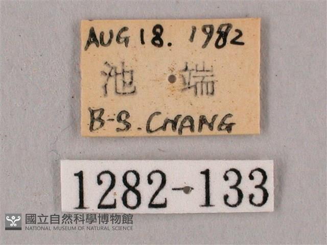 直翅六點天蛾藏品圖，第3張