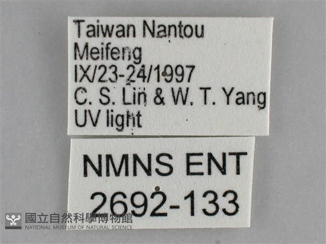 大胡麻斑星尺蛾藏品圖，第3張