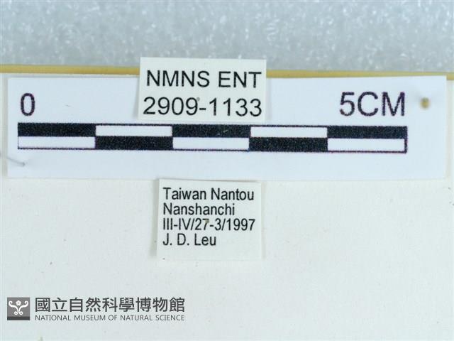 粉蝶燈蛾藏品圖，第3張