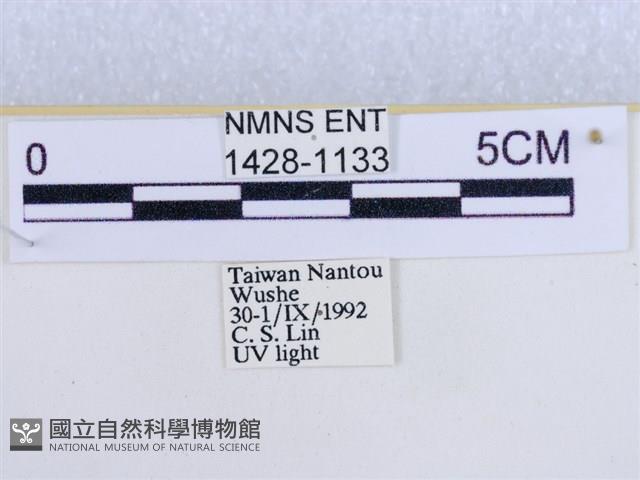 後凸蝶燈蛾藏品圖，第3張