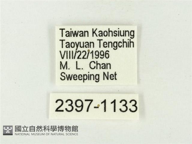 白點褐蜆蝶藏品圖，第3張