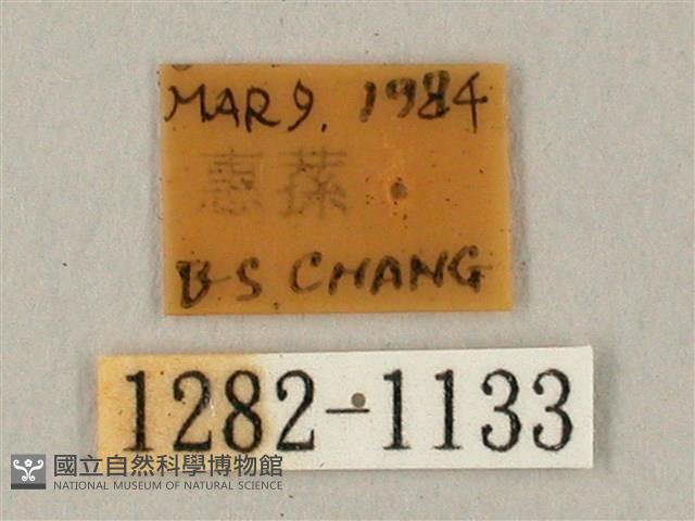 臺灣鋸翅天蛾藏品圖，第3張