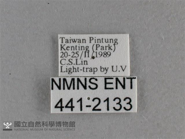 小稻弄蝶藏品圖，第3張