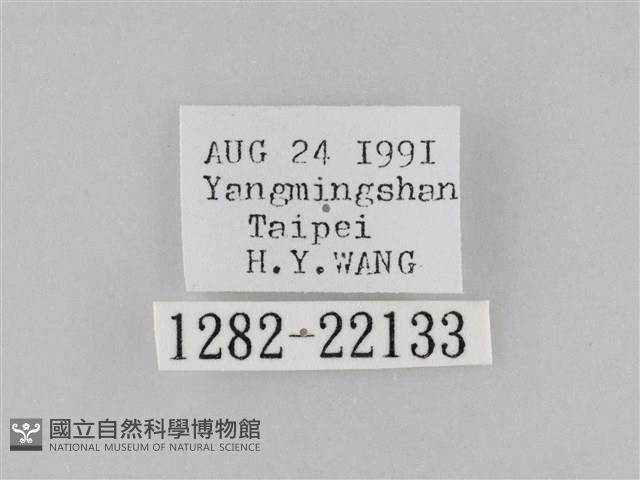 橙擬燈蛾藏品圖，第3張