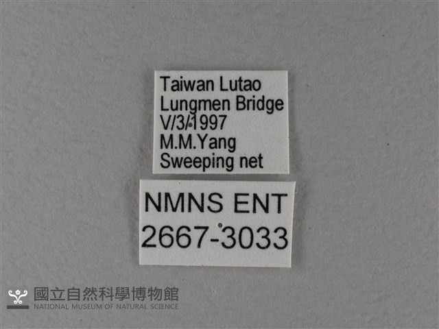 黑脈樺斑蝶藏品圖，第3張