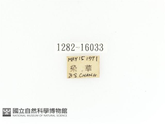 臺灣角金龜藏品圖，第2張