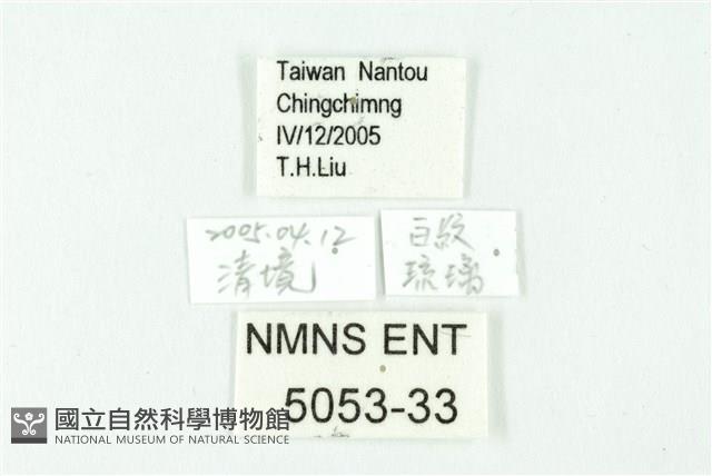 白紋琉灰蝶藏品圖，第3張
