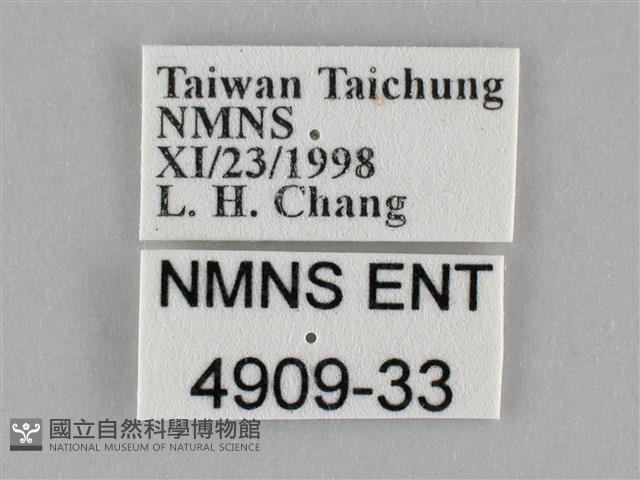 細波遷粉蝶藏品圖，第3張