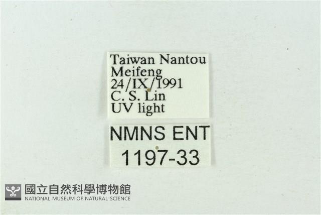 臺雪苔蛾藏品圖，第3張
