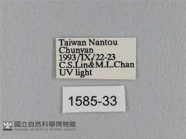 島嶼枯葉蛾藏品圖，第3張