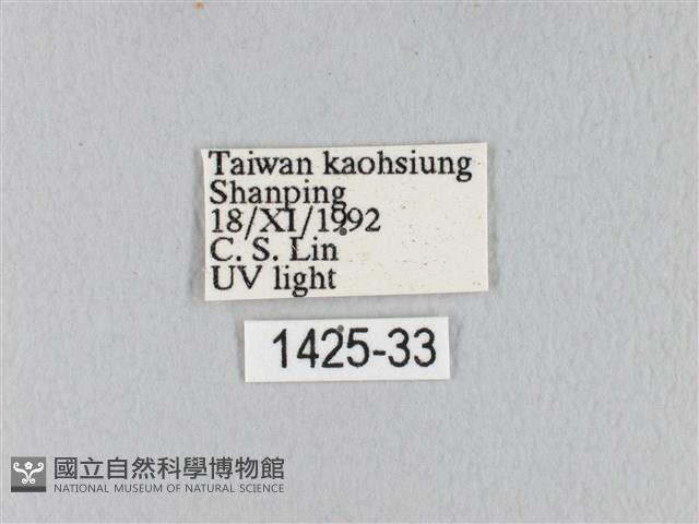 緣斑枯葉蛾藏品圖，第3張