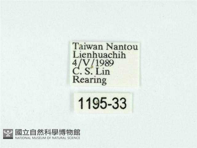 黃肩奇蛾藏品圖，第3張