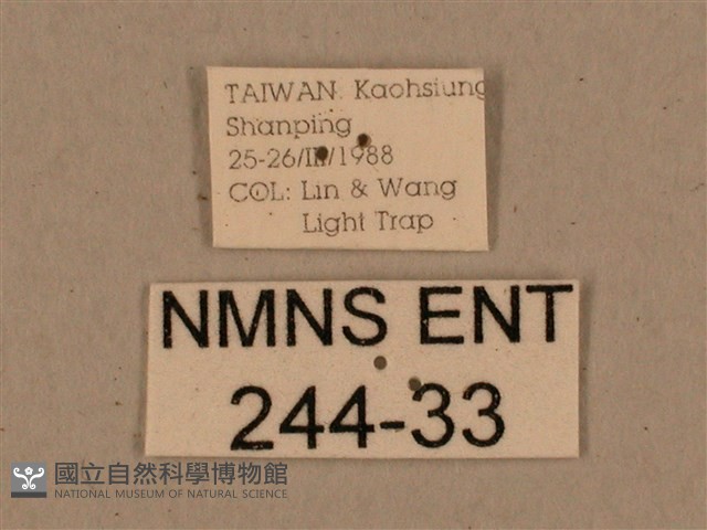 背中白天蛾藏品圖，第3張