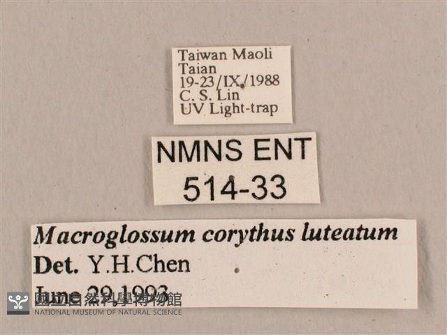 平帶長喙天蛾藏品圖，第3張