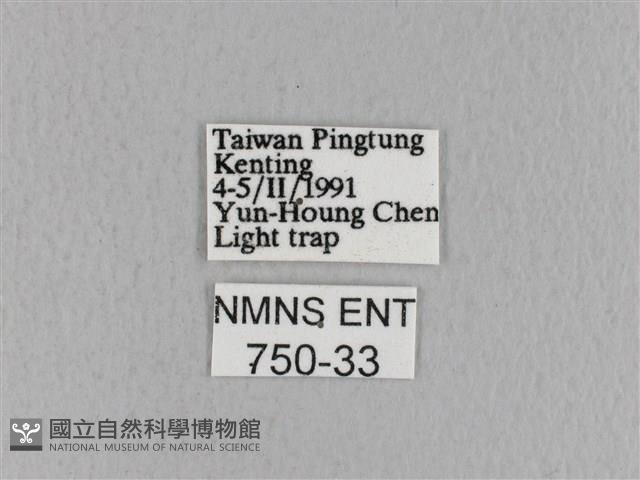 青枯葉蛾藏品圖，第3張