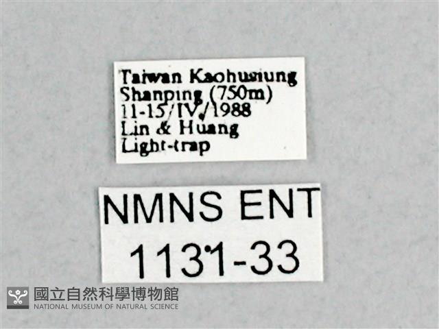 枯球籮紋蛾藏品圖，第3張