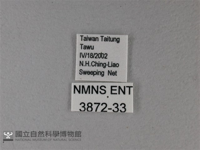 樺蛺蝶藏品圖，第3張