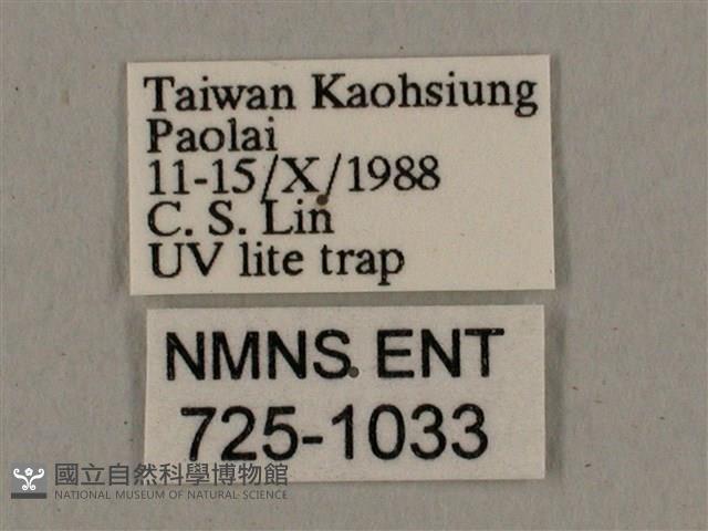 廣東鷹翅天蛾藏品圖，第3張