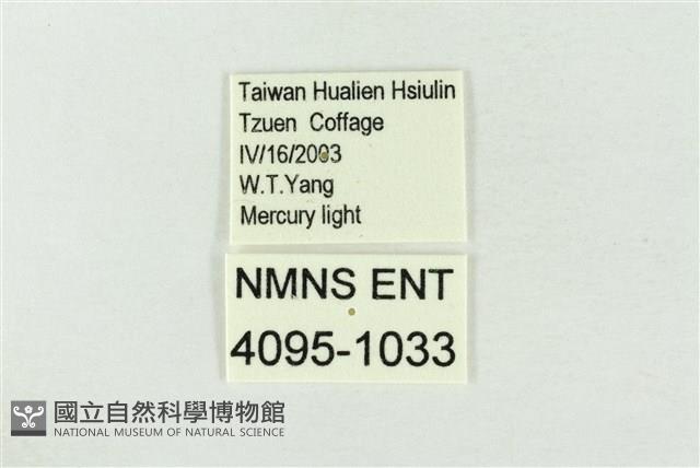 連珠波紋蛾藏品圖，第3張