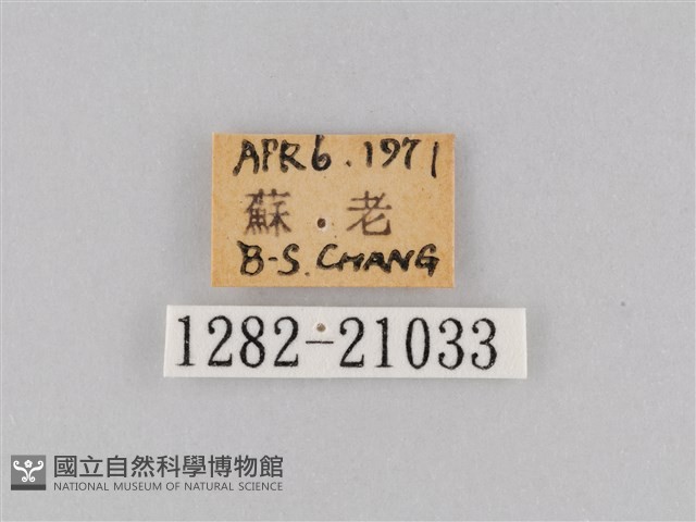 大波眼蝶藏品圖，第3張