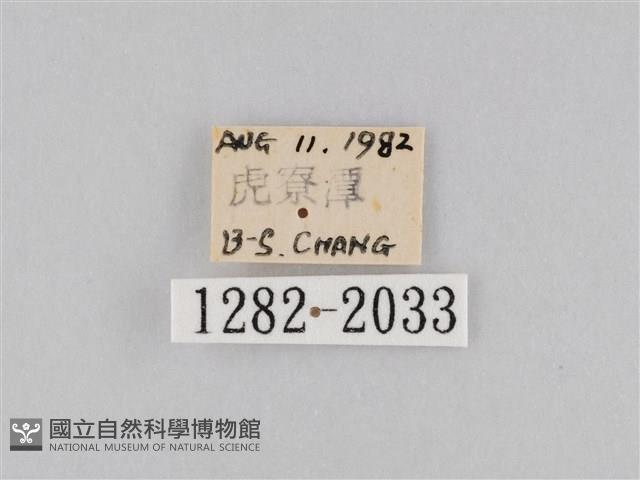 橙擬燈蛾藏品圖，第3張