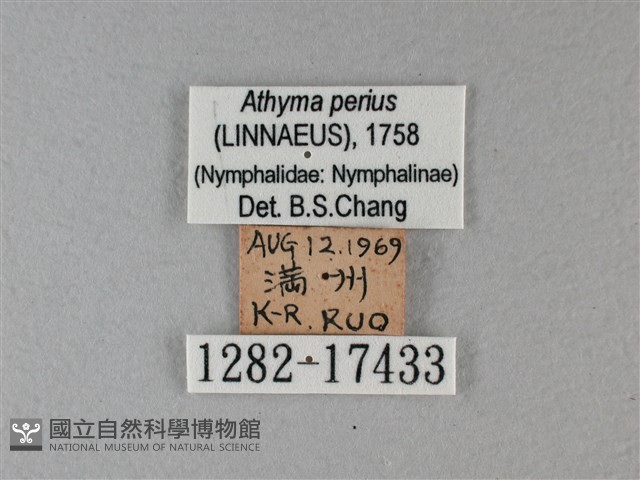 玄珠帶蛺蝶藏品圖，第3張