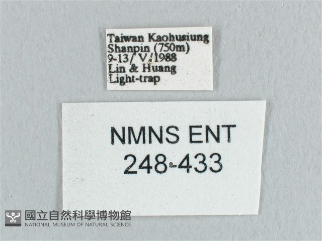 鉛斑帶鉤蛾藏品圖，第3張
