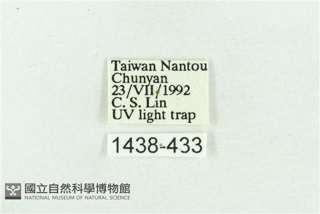 粉紅帶散紋夜蛾藏品圖，第3張