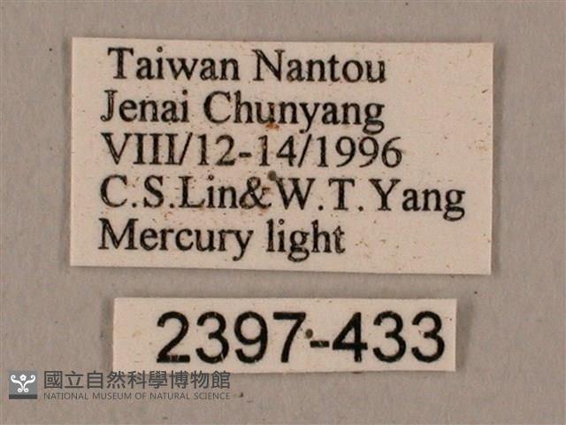 廣東鷹翅天蛾藏品圖，第3張