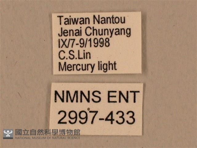 背中白天蛾藏品圖，第3張