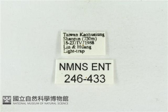 連珠波紋蛾藏品圖，第3張