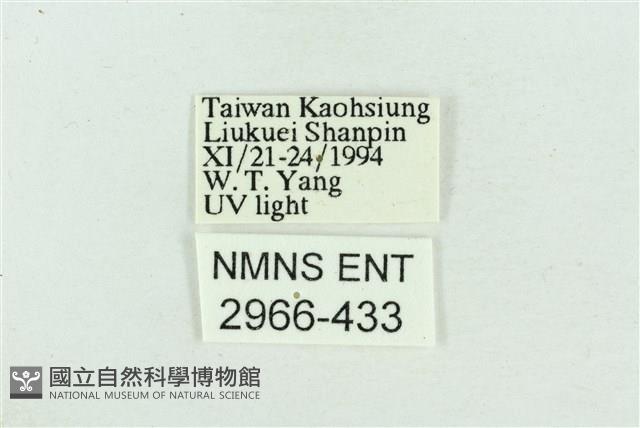 粉紅帶散紋夜蛾藏品圖，第3張