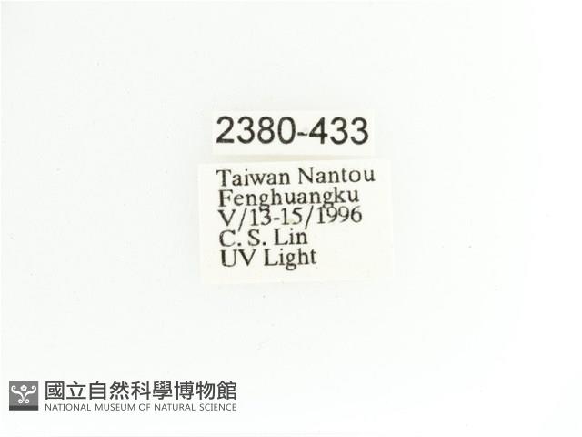 艷金龜藏品圖，第2張