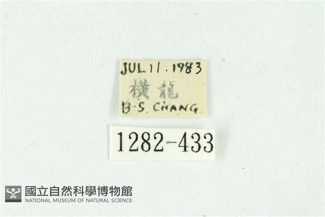 白斑散紋夜蛾藏品圖，第3張