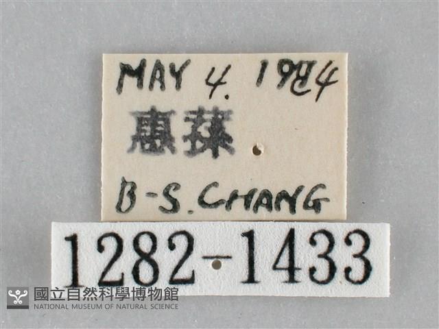 扁刺蛾藏品圖，第3張