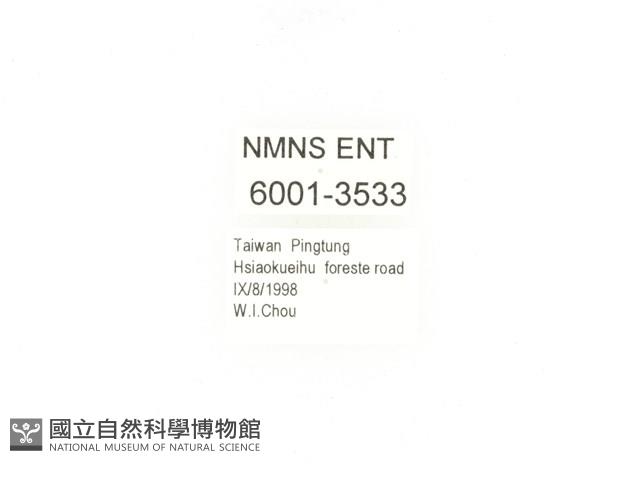 小扇角金龜藏品圖，第2張