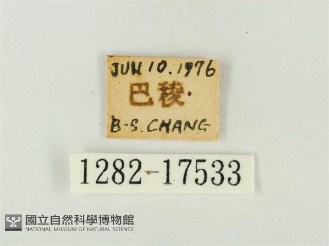 燕尾紫灰蝶藏品圖，第3張