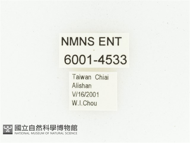 巴蘭陷紋金龜藏品圖，第2張