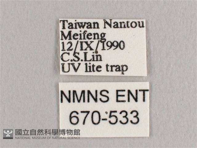 銀端帶鉤蛾藏品圖，第3張