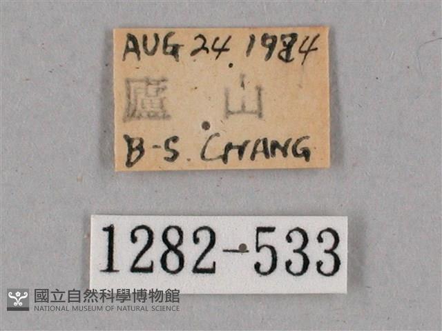 細斜紋霜天蛾藏品圖，第3張