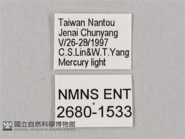 桃紅六點天蛾藏品圖，第3張