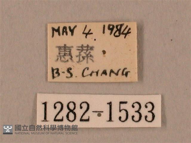 裂斑鷹翅天蛾藏品圖，第3張