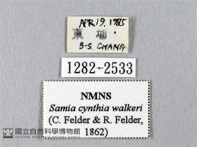 眉紋天蠶蛾藏品圖，第3張