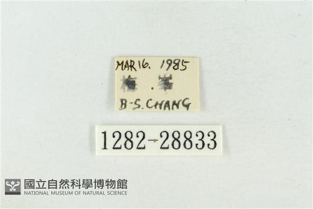 印華波紋蛾藏品圖，第3張