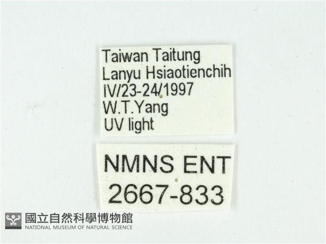 叉紋閃舞蛾藏品圖，第3張