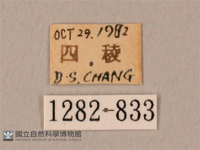 棕綠背線天蛾藏品圖，第3張