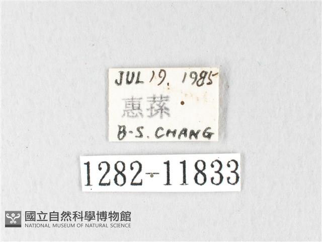 銀肩枯葉蛾藏品圖，第3張