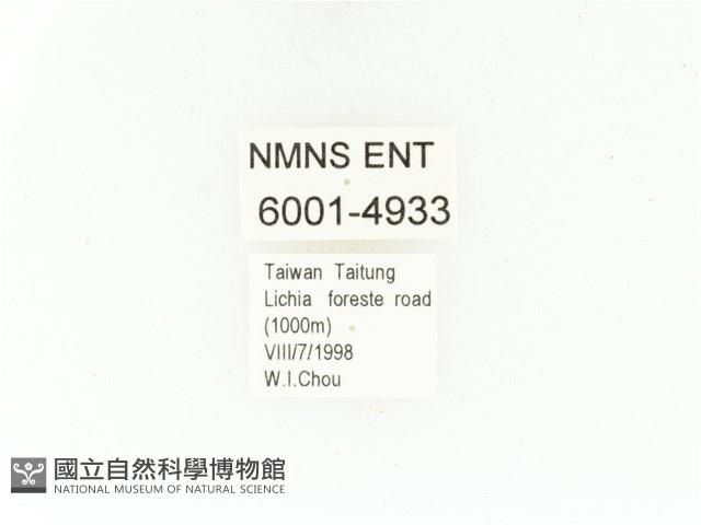 藍艷白點花金龜藏品圖，第2張