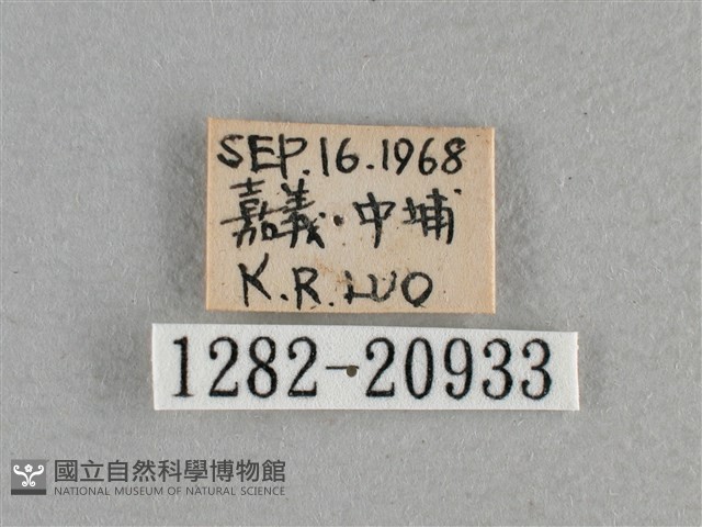 小稻弄蝶藏品圖，第3張