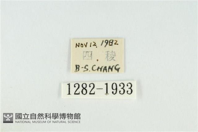 寬紋黃毒蛾藏品圖，第3張